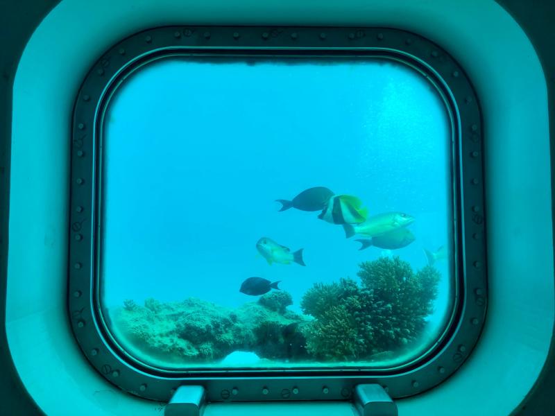 fisheye-dolphin09