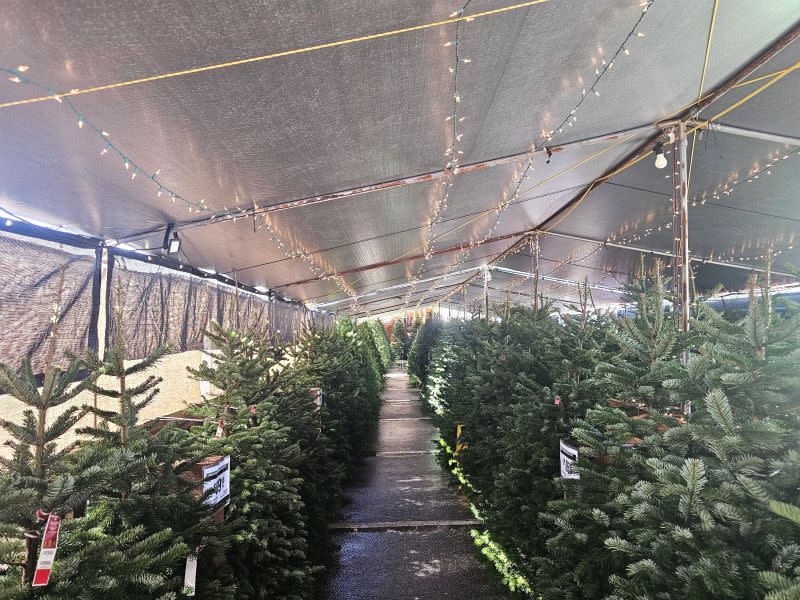 xtree_2