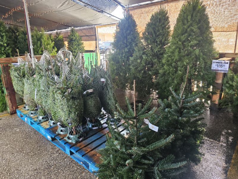 xtree_3