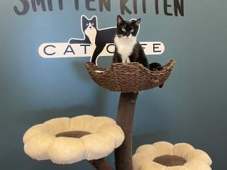 Smitten Kitten Cat Cafe