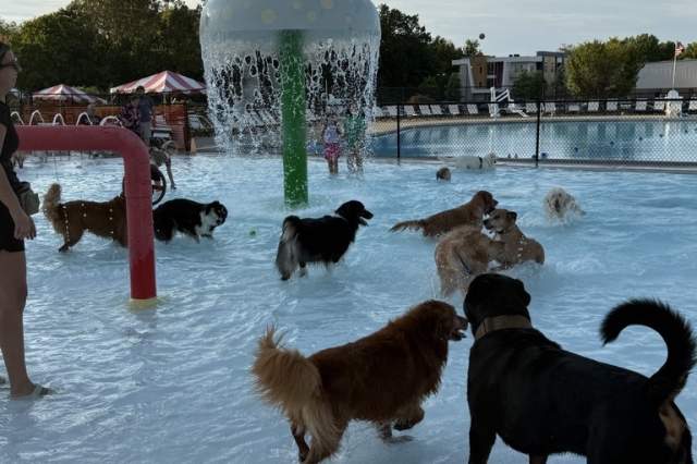 Fishers YMCA Doggie Dip