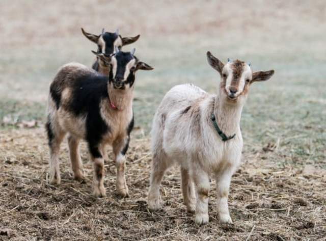 Heritage Breeds Week