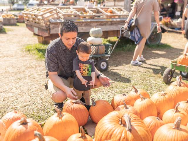 A man kneels with a young child while selecting pumpkins at Russell Farms Pumpkin Patch, surrounded by rows of bright orange pumpkins and fall produce displays.