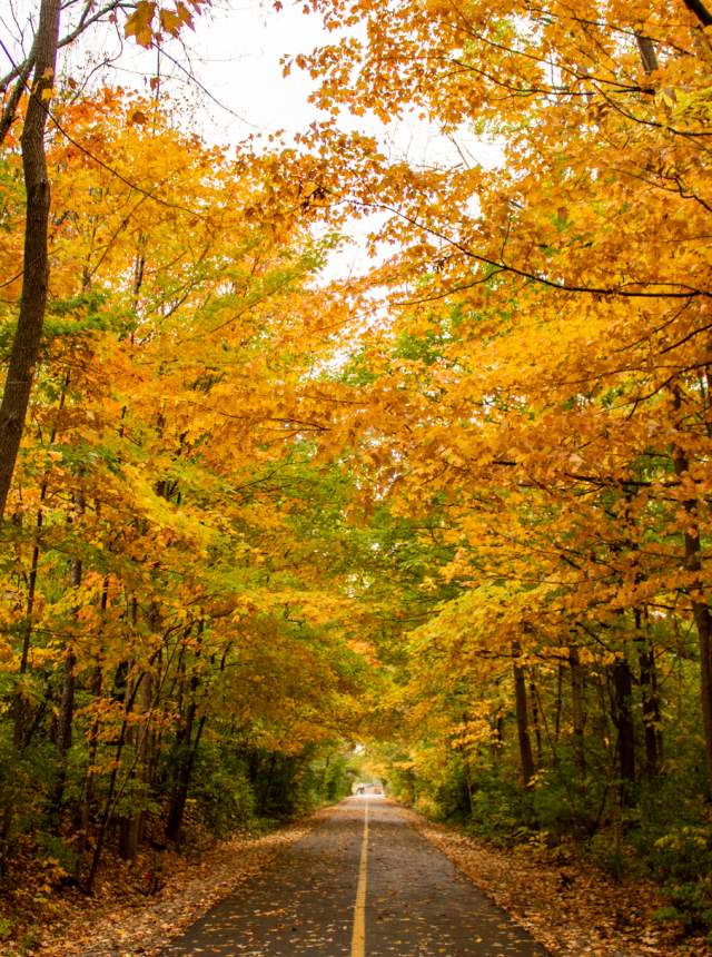A paved path running through a wooded area, with tall trees on both sides displaying yellow and orange fall foliage and leaves scattered along the ground.