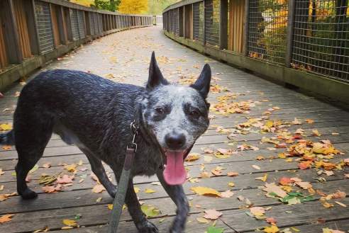 dog