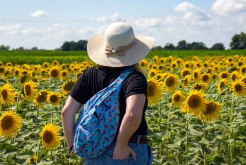 Stuckey Farm Sunflowers