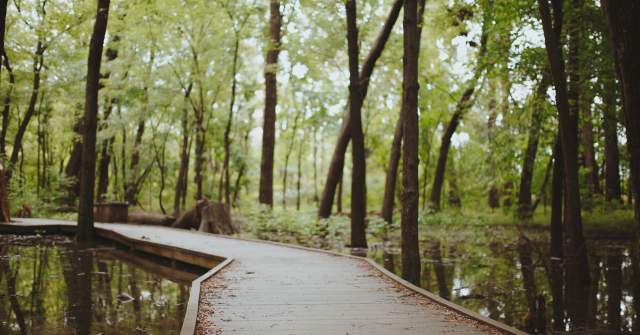 Wooden boardwalk winding through a lush green forest, surrounded by still water reflecting trees. Ideal for nature exploration.
