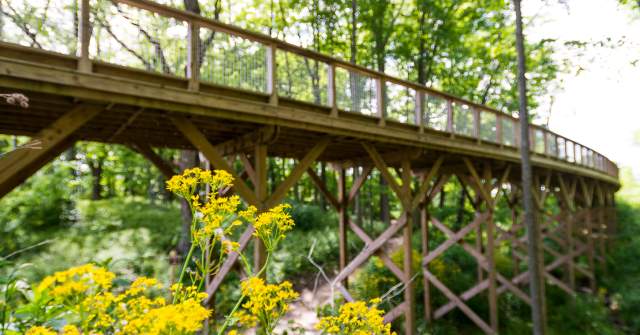 A wooden pedestrian bridge elevated on timber supports, stretching through a wooded area with green trees and yellow wildflowers in the foreground.