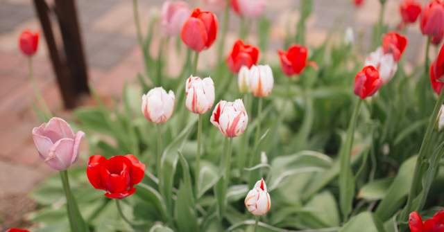 Top Events and Things to Do in Hamilton County, Indiana: March