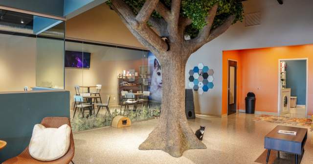Smitten Kitten Cat Cafe
