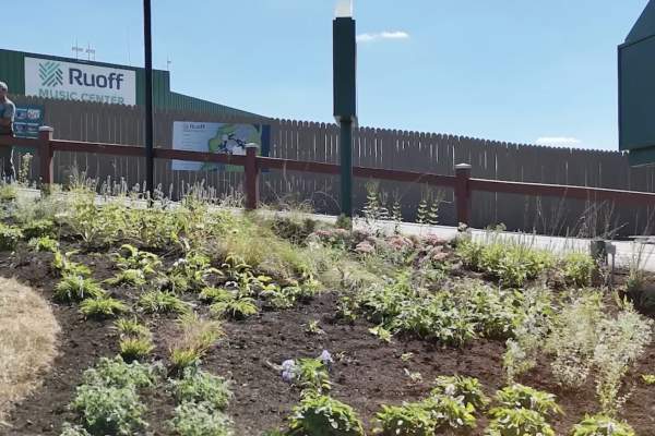 A landscaped hillside garden with newly planted vegetation in the foreground, featuring rows of young plants and ornamental grasses on a sloped terrain. Behind the garden, a wooden fence with red-brown horizontal rails runs along the middle ground. In the background, the Ruoff Music Center building is visible with its distinctive green exterior and signage. The scene includes a decorative water fountain, clear blue sky, and mature trees to the right side of the frame.