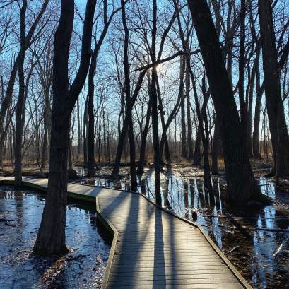 A wooden boardwalk path leading through a flooded, heavily wooded area in Ritchey Woods Nature Preserve in Fishers.