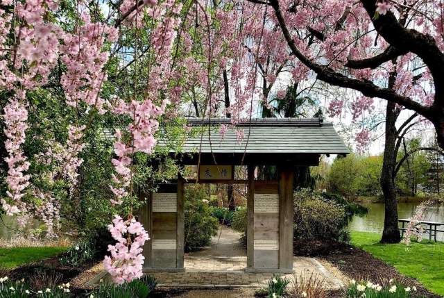 Kawachinagano Japanese Garden is the next big “bloom” of Carmel