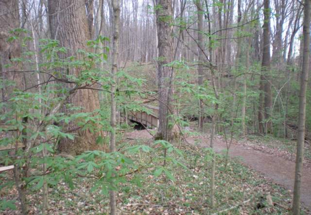 A forest path with the MacGregor Bridge in the background.