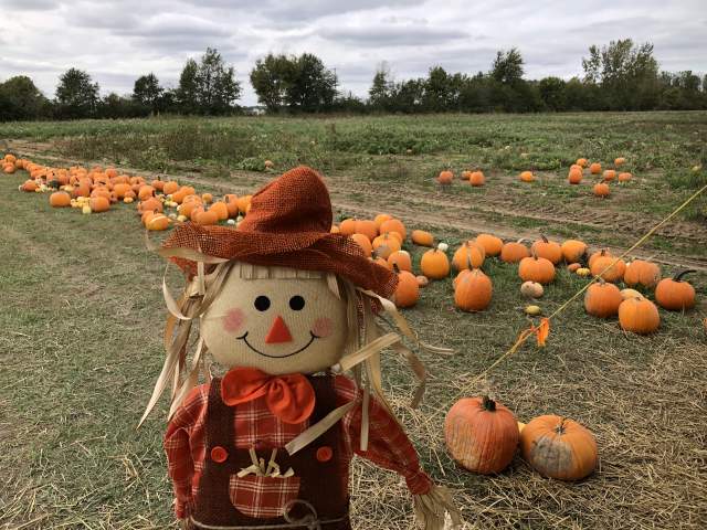 A Guide to Pumpkin Patches in Hamilton County