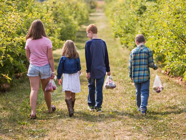 Stuckey Farms