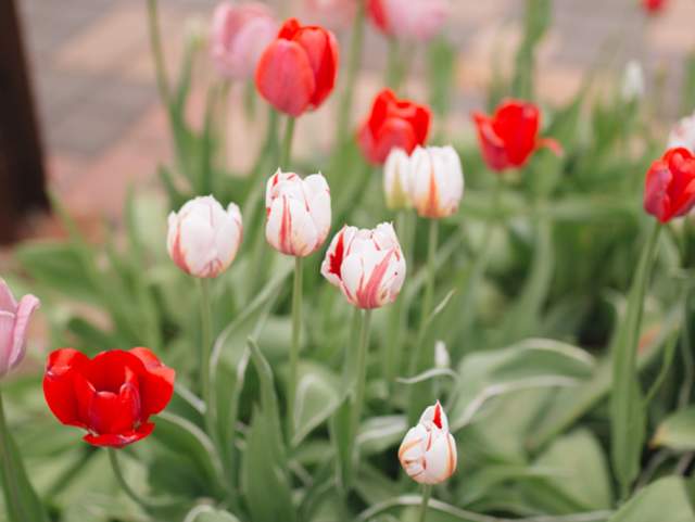 Top Events and Things to Do in Hamilton County, Indiana: March