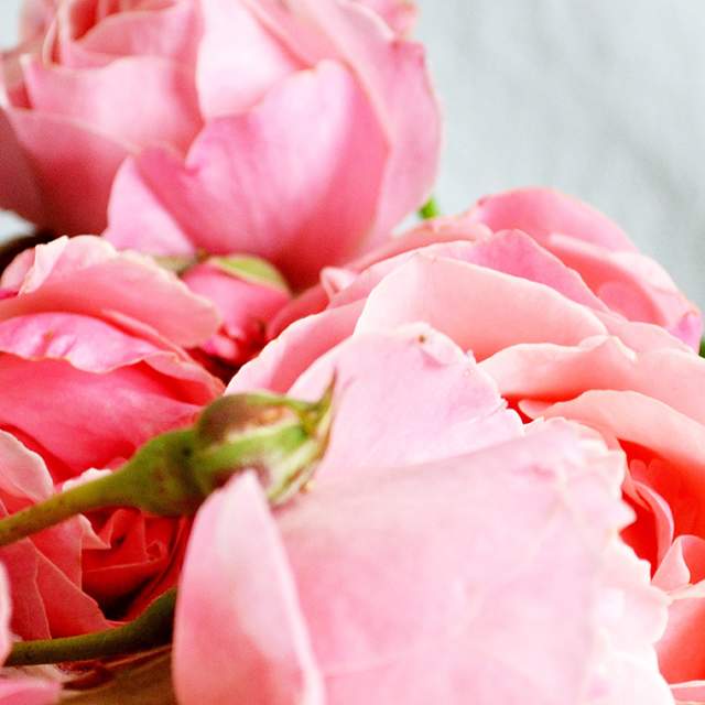 Indiana Peony Festival