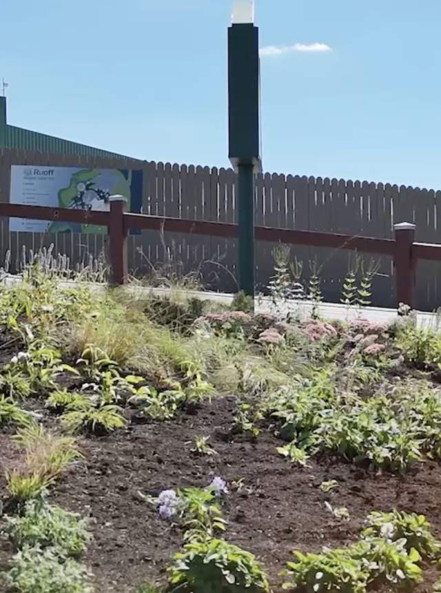 A landscaped hillside garden with newly planted vegetation in the foreground, featuring rows of young plants and ornamental grasses on a sloped terrain. Behind the garden, a wooden fence with red-brown horizontal rails runs along the middle ground. In the background, the Ruoff Music Center building is visible with its distinctive green exterior and signage. The scene includes a decorative water fountain, clear blue sky, and mature trees to the right side of the frame.