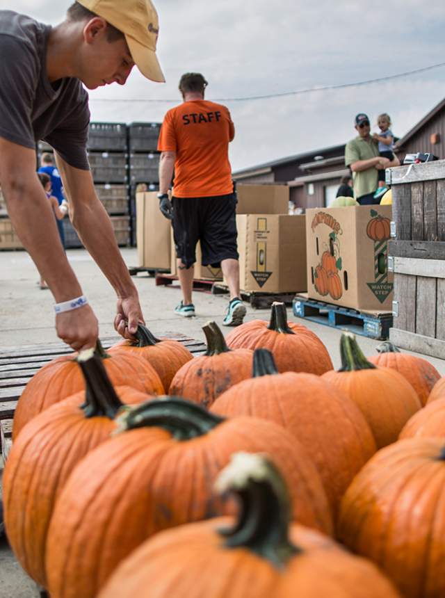 A manin a hat selecting large orange pumpkins at an outdoor farm market.