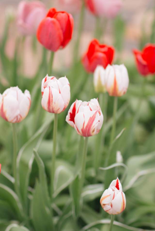 Top Events and Things to Do in Hamilton County, Indiana: March