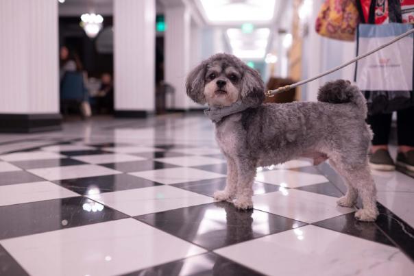 A small gray dog on a leash stands on a black-and-white checkered floor inside a hotel hallway, with seating and soft lighting visible in the background.