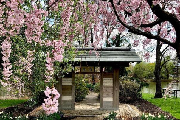A serene garden entrance framed by blooming cherry blossoms, leading to a peaceful pathway beside a tranquil pond. Lush greenery surrounds the area.