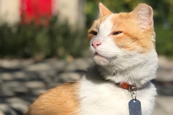 Pirate Cat
