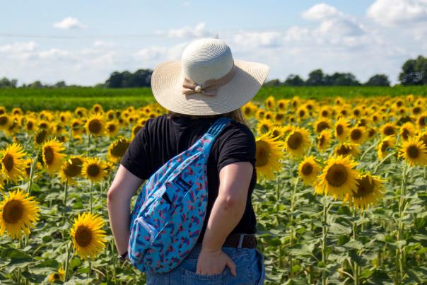 Stuckey Farm Sunflowers