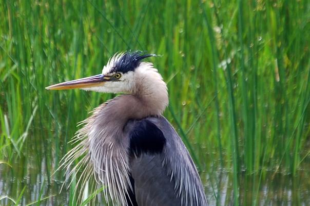 Blue Heron in front of long blades of grass