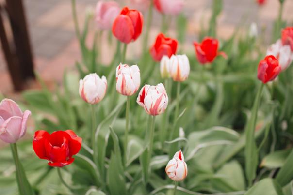 Close-up of red, white, and pink tulips growing in a garden bed, with green leaves and a brick walkway blurred in the background.