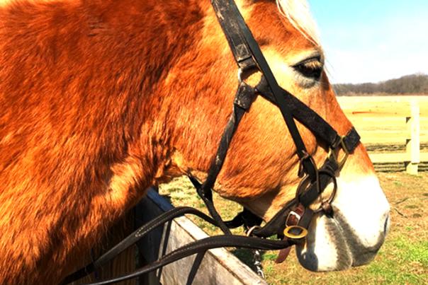 K-Trails horse