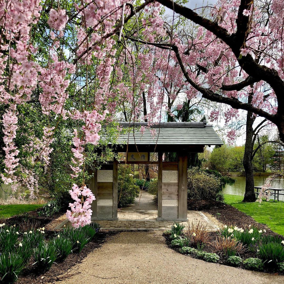 Kawachinagano Japanese Garden is the next big “bloom” of Carmel