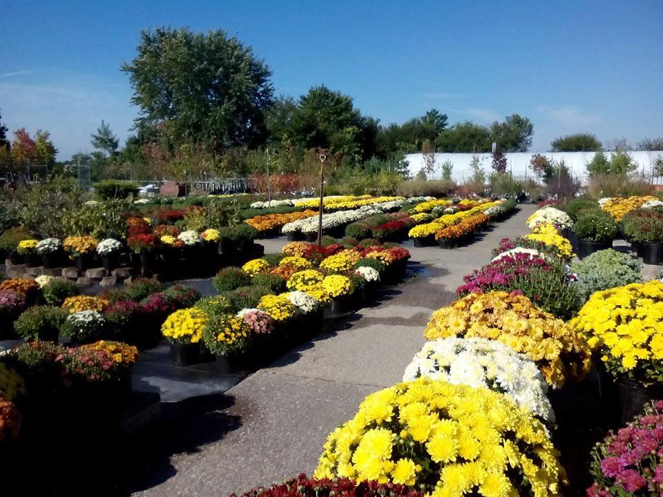 Cox's Plant Farm Clayton, IN