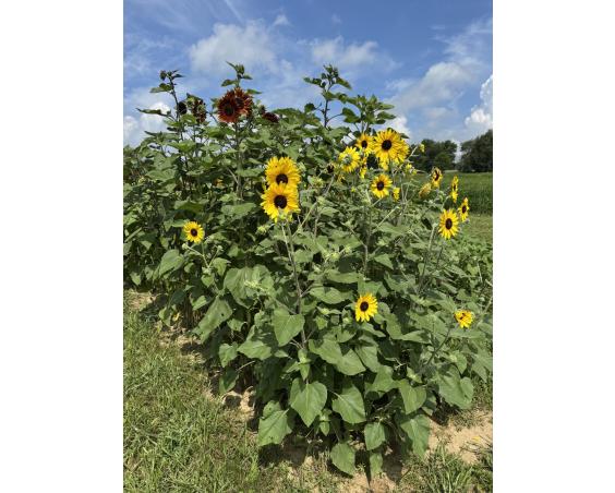 Albright Acres Flower Farm_Sunflowers