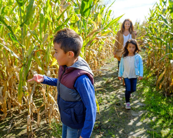 Beasley's Orchard | Corn Maze