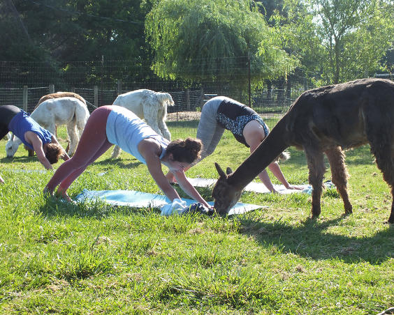 Montrose Farms Alpaca Ranch