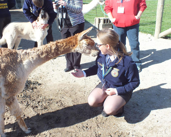Montrose Farms Alpaca Ranch