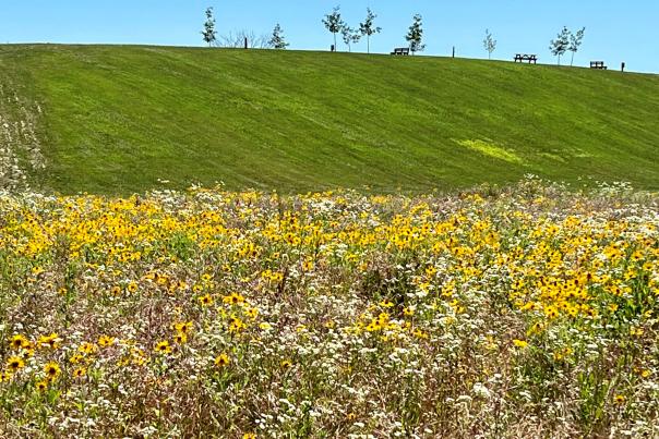 A trail system to the top of the hill at W.S. Gibbs Memorial Park is among future plans for the park.