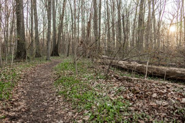 Burnett Woods Nature Preserve in Avon, Indiana