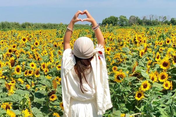 Sunflower Garden at Beasley's Orchard