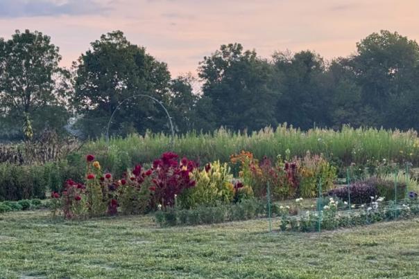 Albright Acres Flower Farm’s Flower Field