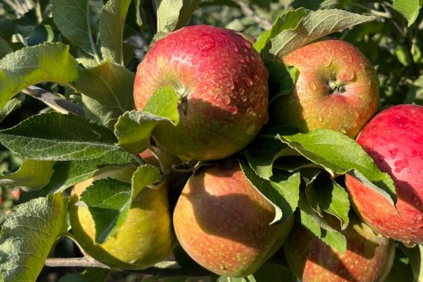 Soon to be cider