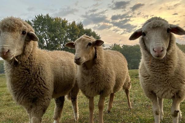 Oinking Acres Farm and Rescue Sanctuary (Photo Courtesy of Oinking Acres Facebook page)