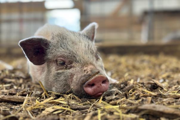 Small pig at Oinking Acres