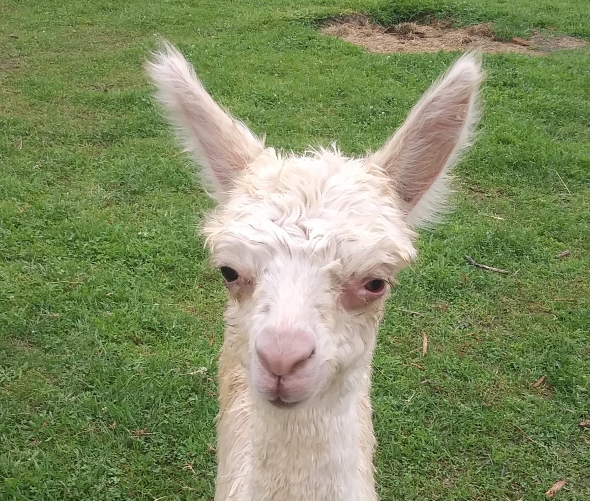 Montrose Farms alpaca