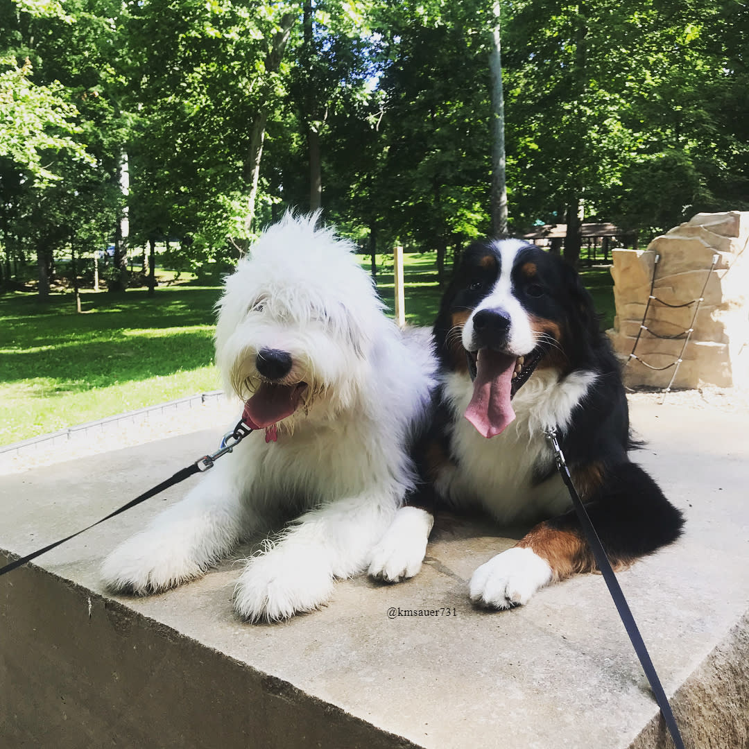 Dogs relaxing at Hummel Park.