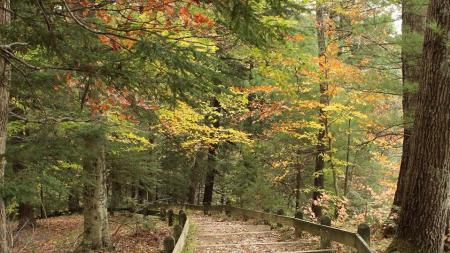 Pine Hills Nature Preserve in Shades State Park (Photo by Indiana State Parks on Facebook)