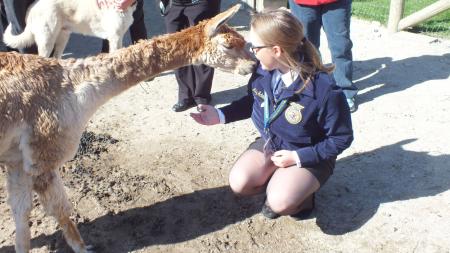 Montrose Farms Alpaca Ranch