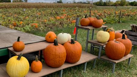 Pumpkins at Hogan Farms